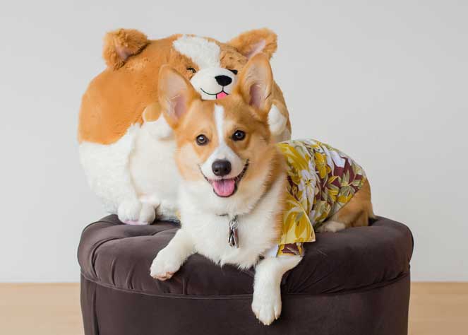 What a corgi!